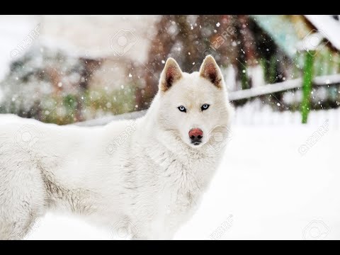 სიყვარული #