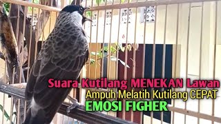 Suara Burung Kutilang Gacor ASLI ALAM MENEKAN LAWAN, ampuh untuk Masteran kutilang \u0026 pikat Kutilang