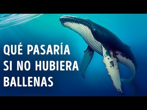 Vídeo: Por Qué Las Ballenas Y Otros Animales Marinos Son Arrastrados A Tierra - Vista Alternativa