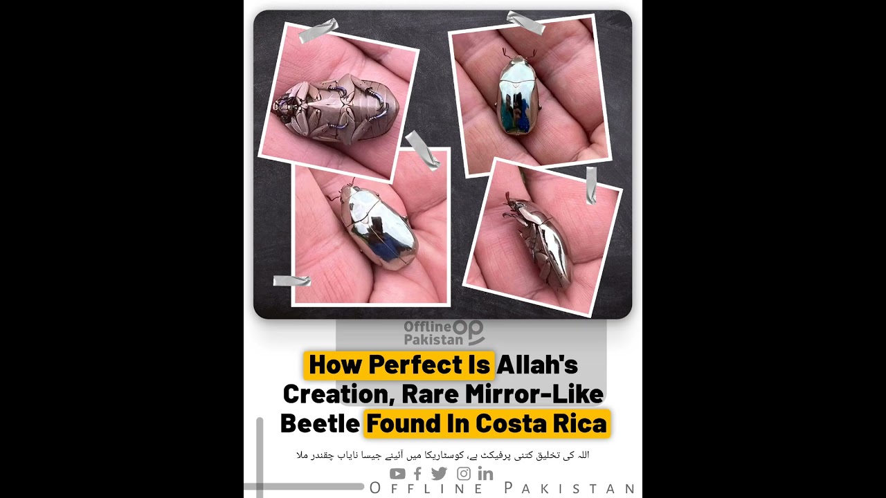 How Perfect is Allah's Creation, Rare Mirror-Like Beetle Found In Costa Rica