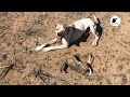 صيد الأرانب والحجل لموسم 2023 | Chasse Lievre et perdrix Saison 2023 | rabbit and partridge hunting