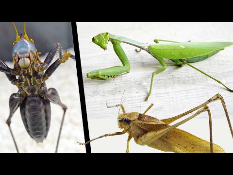 Praying mantis VS katydid