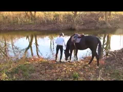 horse first time in water