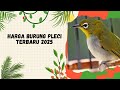 Harga Burung Pleci Terbaru 2024: Daftar Harga, Jenis, dan Tips Perawatan