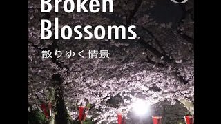 満開の桜とともに散ったもの「Broken Blossoms」