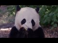 Pandas enjoy ice pops as Belgium battles heatwave