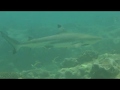 White tip and black tip sharks, South Ari Atoll, Maldives