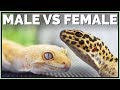 Male or Female Leopard Gecko? How to Sex Geckos