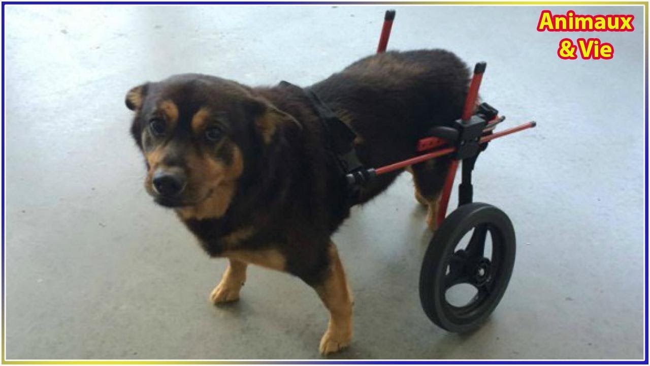 Ce chien handicapé a été adopté et abandonné à 4 reprises