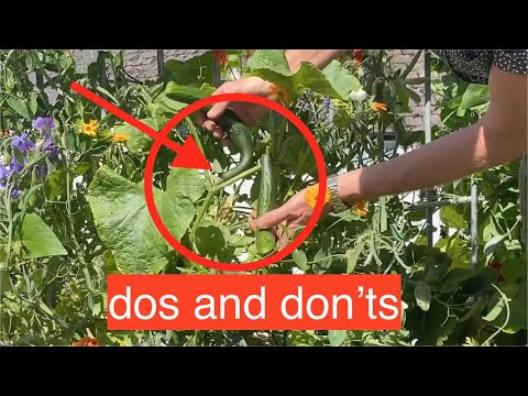 Video: Cucumber Ripening Off The Vine - Kawm Txog Lub Ripening Of Cucumbers