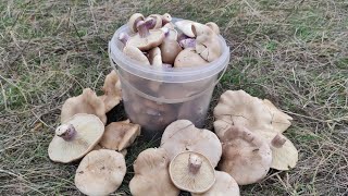 Лиловоногая рядовка или синеножка ПОПЁРЛА, грибы Крыма 2023, осенний сбор грибов 2023