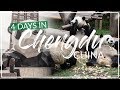 Best City in CHINA | Chengdu TOP Tourist Attractions 成都大熊猫