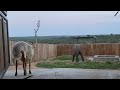 A Precious Evening at the Nursery with Lammie & Khanyisa (and her new tusks!)