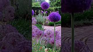 unique Allium Flower Garden