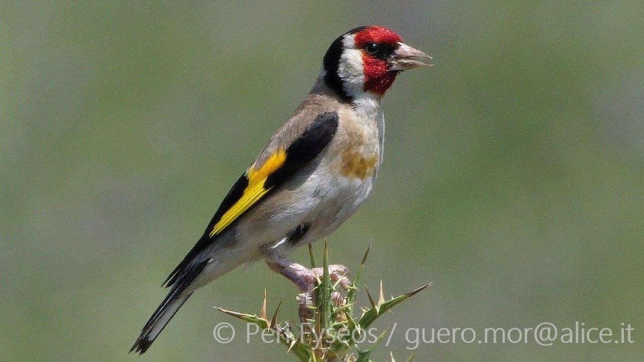 Cardellini, fiori e spine (Carduelis carduelis)