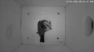 Blaumeise Erkundet Den Nistkasten