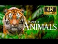 Plante des animaux 4k  dcouverte dtente faune musique de piano relaxante