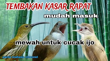 Masteran Cucak ijo Full Tembakan Kasar - Cucak Jenggot Pijantung Gunung Kapas Tembak