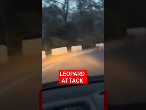 Latest leopard attack in mohan Jim Corbett #wildlifewithsaket #uttarakhand #leopard  #jimcorbett