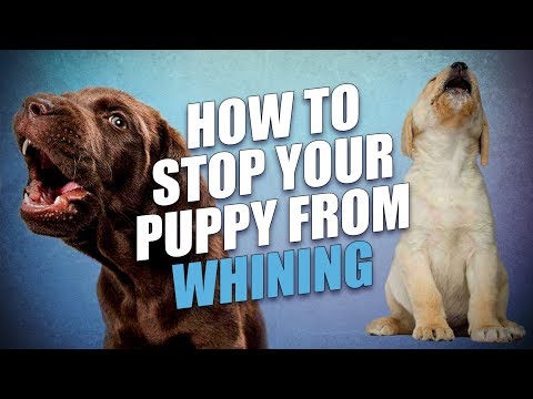 how-to-stop-a-puppy-from-whining