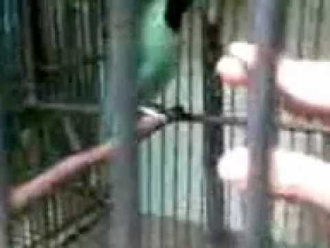 Cucak Ijoo Pakde Nono Bandar Lampung.3gp