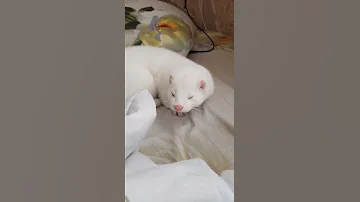 Белый малыш хорёк 😍