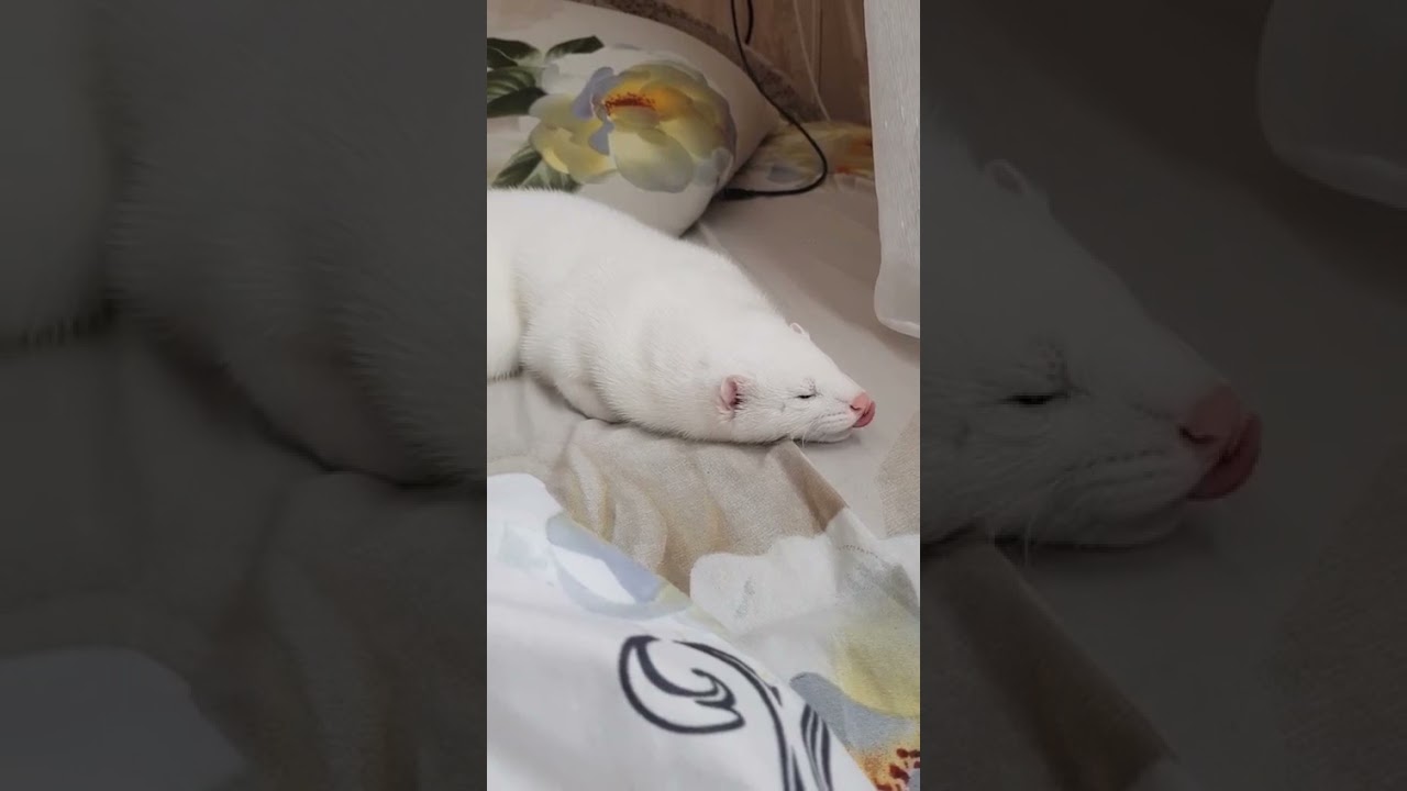 Белый малыш хорёк 😍