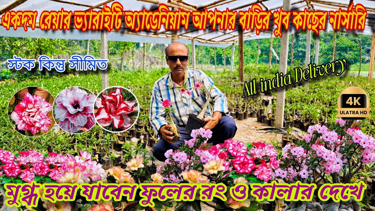 পছন্দের অ্যাডেনিয়াম গাছ হাতের মুঠোয় তাও আবার দামে কম বাড়ি বসে পাবেন / adenium nursery visit