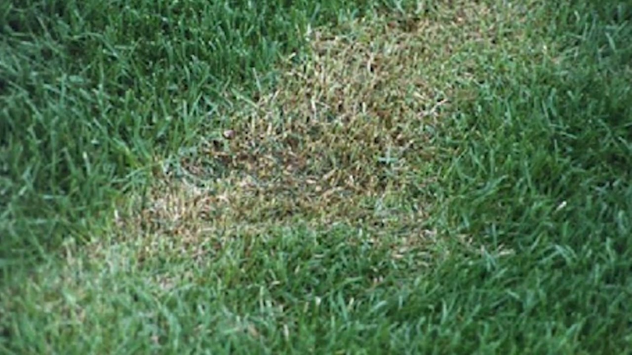 Tips To Getting A Quality Cut Lawn YouTube