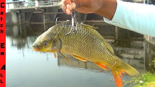 Using GIANT LIVE BAIT to Catch MONSTER FISH **Swamp Fishing**