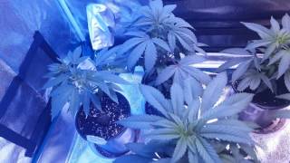 Grow Tent City