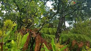 Oli : He inoa no Kamehameha (hawaiian name chant for Kamehameha)