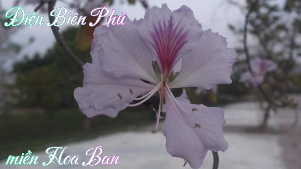 Điện Biên Phủ: the land of the Hoa Ban flower - Điện Biên Phủ: miền Hoa Ban - Tung tăng khắp miền