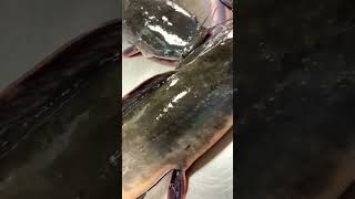 African Hito Catfish In The Philippines Clarias Gariepinus