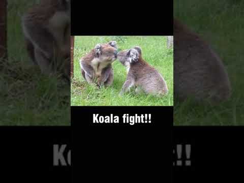 Koala fight animals