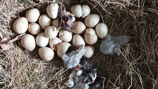 Live Hatching! Round two of our Guinea Fowl clutch.