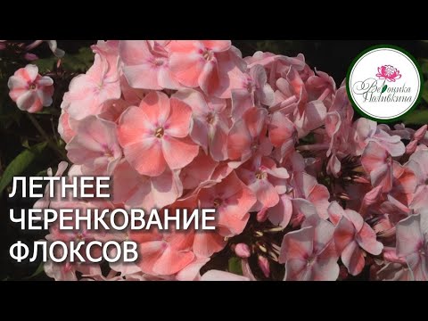 РАЗМНОЖЕНИЕ ФЛОКСОВ ЛЕТОМ