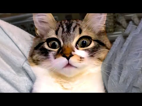 Silly Cat Bloopers & Reactions | Funny Pet Videos