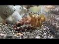 食いしん坊アカハタの食事 餌を頬張る姿がかわいい!