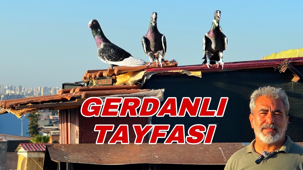 EMEKÇİ BİR ADANA GÜVERCİN ÜRETİCİSİ. ŞEF FATİH