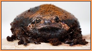 My chubby frog hasn't moved in 1 year