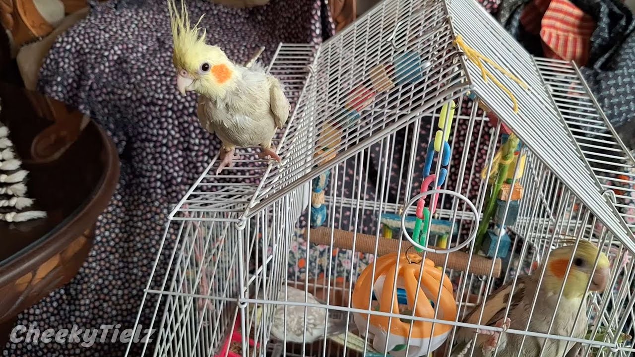 Baby Cockatiel Left the Cage and Is Sitting on Top During Feeding Time