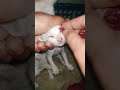 I Cleaned My Tiny Kitten’s Sticky Eyes | Gentle Cat Care 🐾 #tinykitten #cozycats #petcare