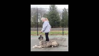 Should I Stay or Go? Obedience Training with Sighthounds by Gimme 5 Dog Training with Serendipity Sighthounds 45 views 3 months ago 53 seconds