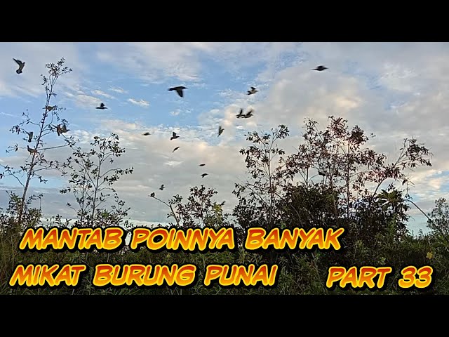 mulut  burung punai hari ini di serbu rombongan burung punai class=