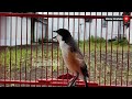 Tembakan Kasar Cendet Gacor Ini Ampuh Merangsang Cendet Lelet Dan Males Menjadi Emosi Dan Gacor Mp3 - Mp4 Download