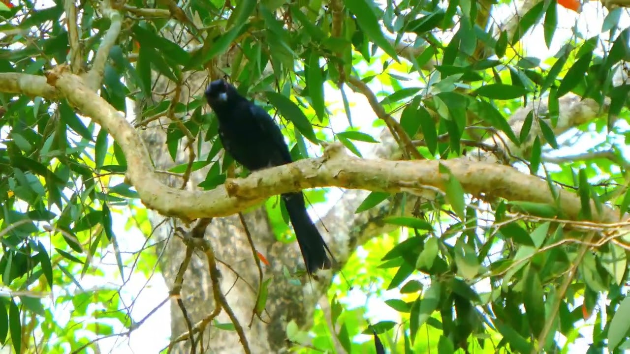 Malaysia greater racked tailed drongo 