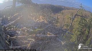 J E20260424 075100TwoSwansFlyAwayFromLakeInLoops