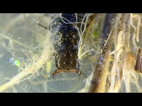 Six Larvae of the Predaceous Diving Beetle (Dytiscidae) hunting, feeding and grooming