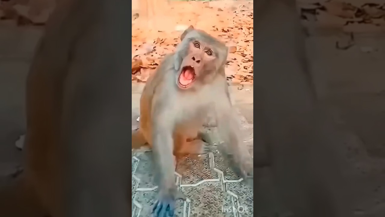long nose monkey 👺💞 & monkey 🐒 funny 🤣